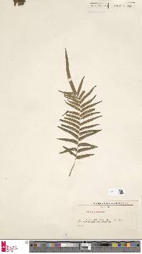 Pteris longifolia image