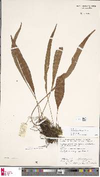 Selliguea heterocarpa image