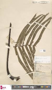 Pteris moluccana image