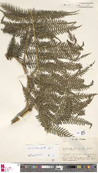 Pteris macrophylla image