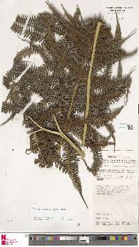 Pteris macrophylla image