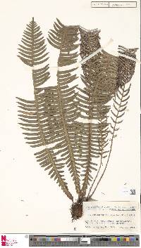 Image of Struthiopteris hancockii