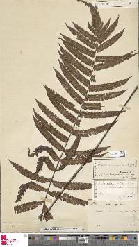 Sphaerostephanos heterocarpus image