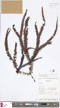 Sticherus flagellaris image