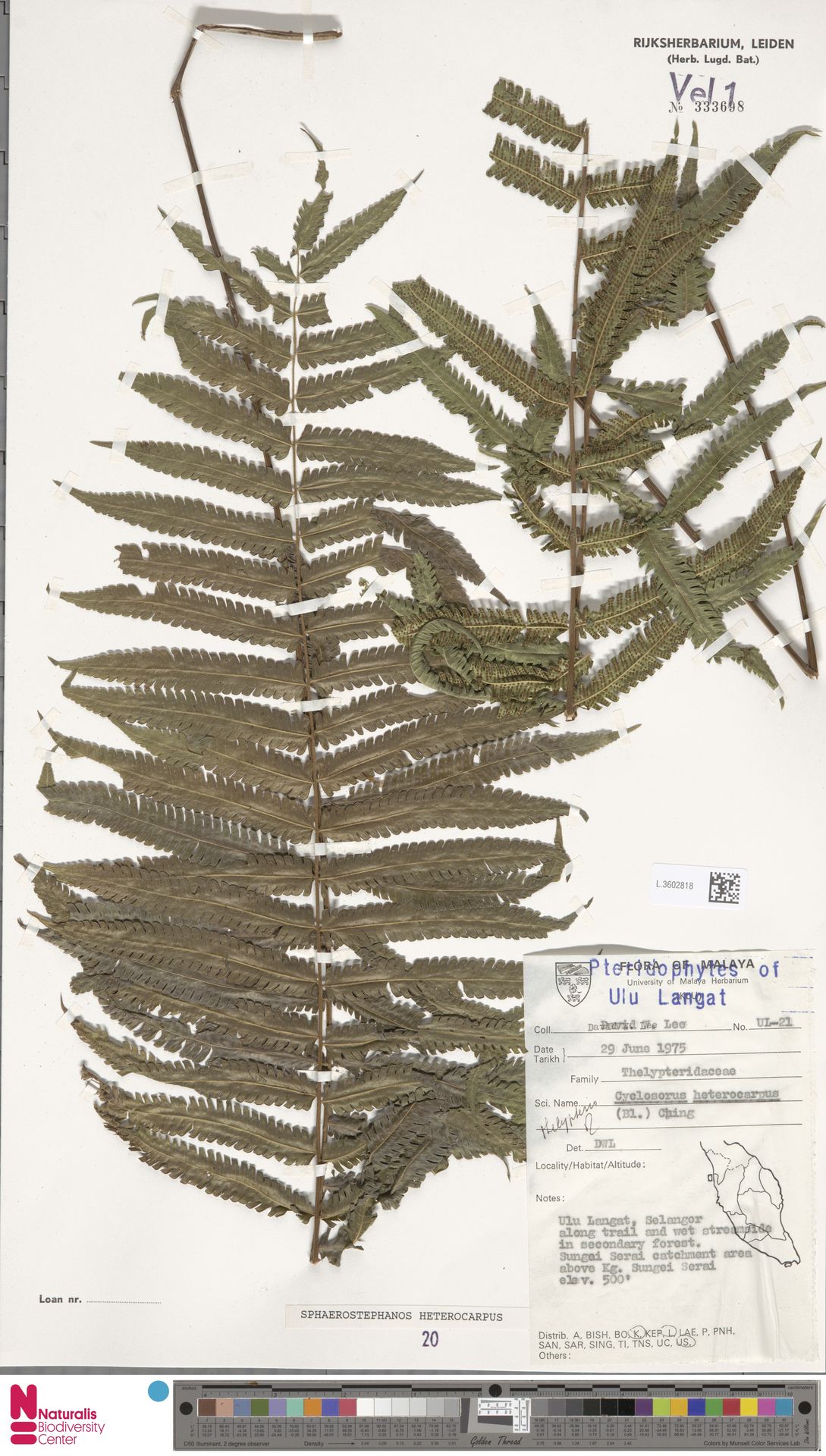 Sphaerostephanos heterocarpus image