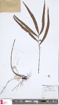 Taenitis blechnoides image