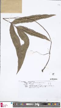 Taenitis blechnoides image