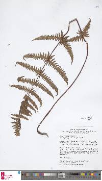 Phegopteris aurita image