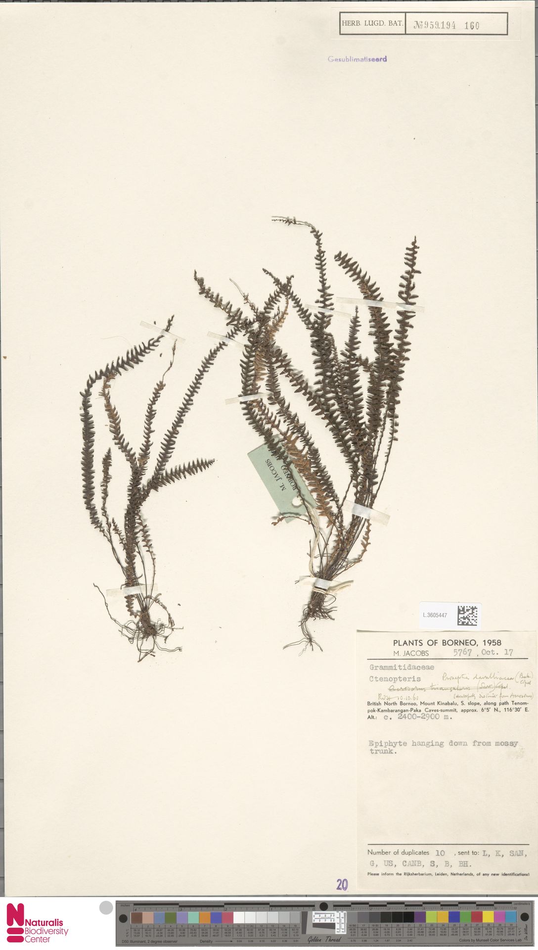 Prosaptia davalliacea image