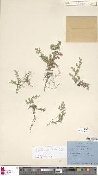 Image of Selaginella indica