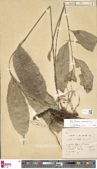 Selliguea albidosquamata image