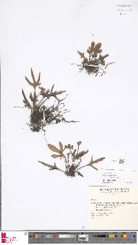 Pyrrosia polydactyla image