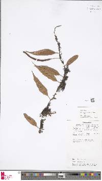 Pyrrosia novoguineae image