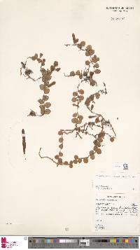 Pyrrosia nummulariifolia image