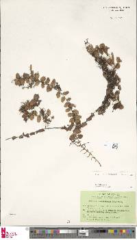 Pyrrosia nummulariifolia image