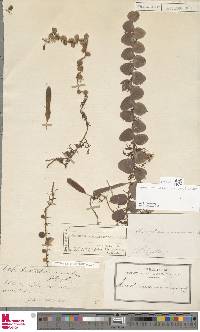 Pyrrosia nummulariifolia image