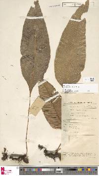 Selliguea platyphylla image