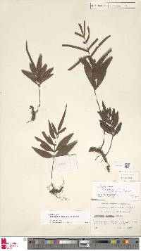 Image of Selliguea lagunensis