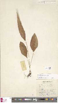 Selliguea taeniophylla image