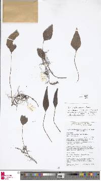 Selliguea plantaginea image