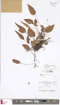 Selliguea taeniophylla image