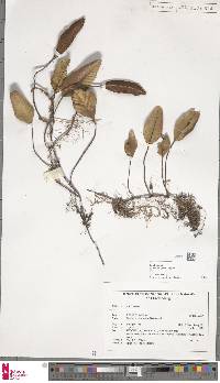 Selliguea plantaginea image