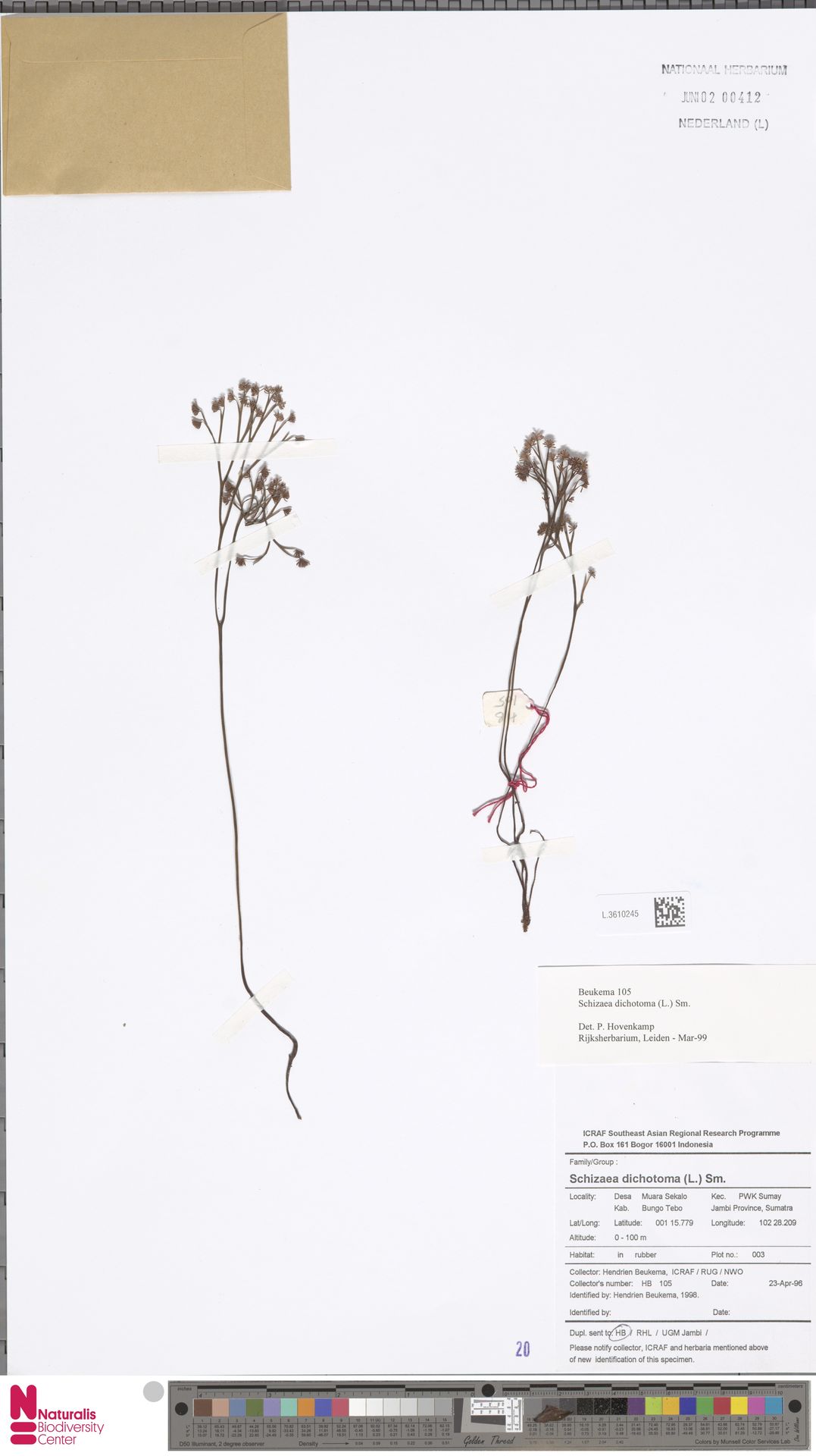 Schizaea dichotoma image