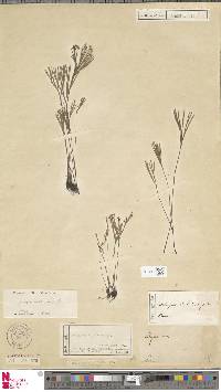 Schizaea dichotoma image