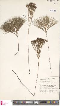 Schizaea dichotoma image