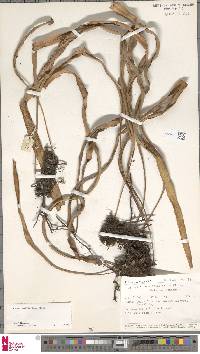 Pyrrosia longifolia image