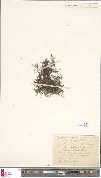 Image of Hymenophyllum caespitosum