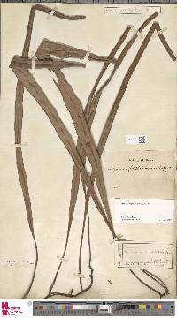 Pyrrosia longifolia image