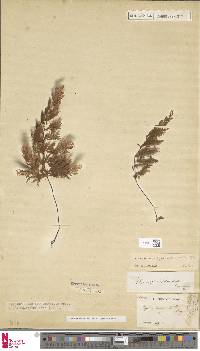 Hymenophyllum hygrometricum image