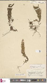 Image of Hymenophyllum rufum