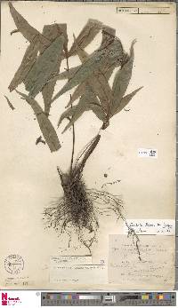 Tectaria fissa image