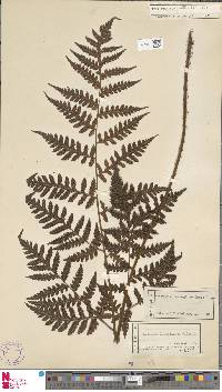 Tectaria ferruginea image