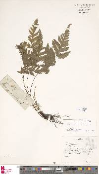 Tectaria dissecta image