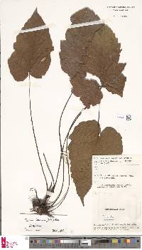Tectaria labrusca image