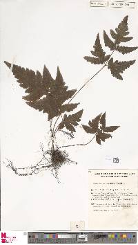 Tectaria confluens image