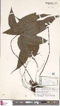 Tectaria palmata image