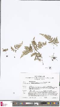 Tectaria manilensis image