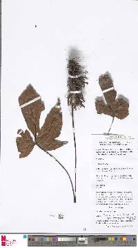 Tectaria palmata var. platanifolia image