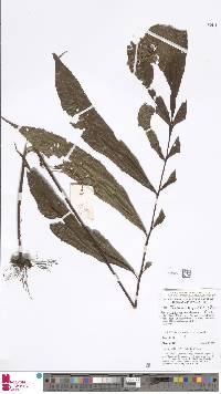 Tectaria menyanthidis image