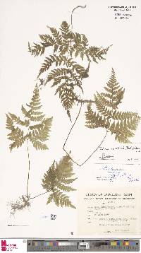 Tectaria manilensis image