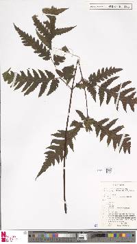 Tectaria latifolia image