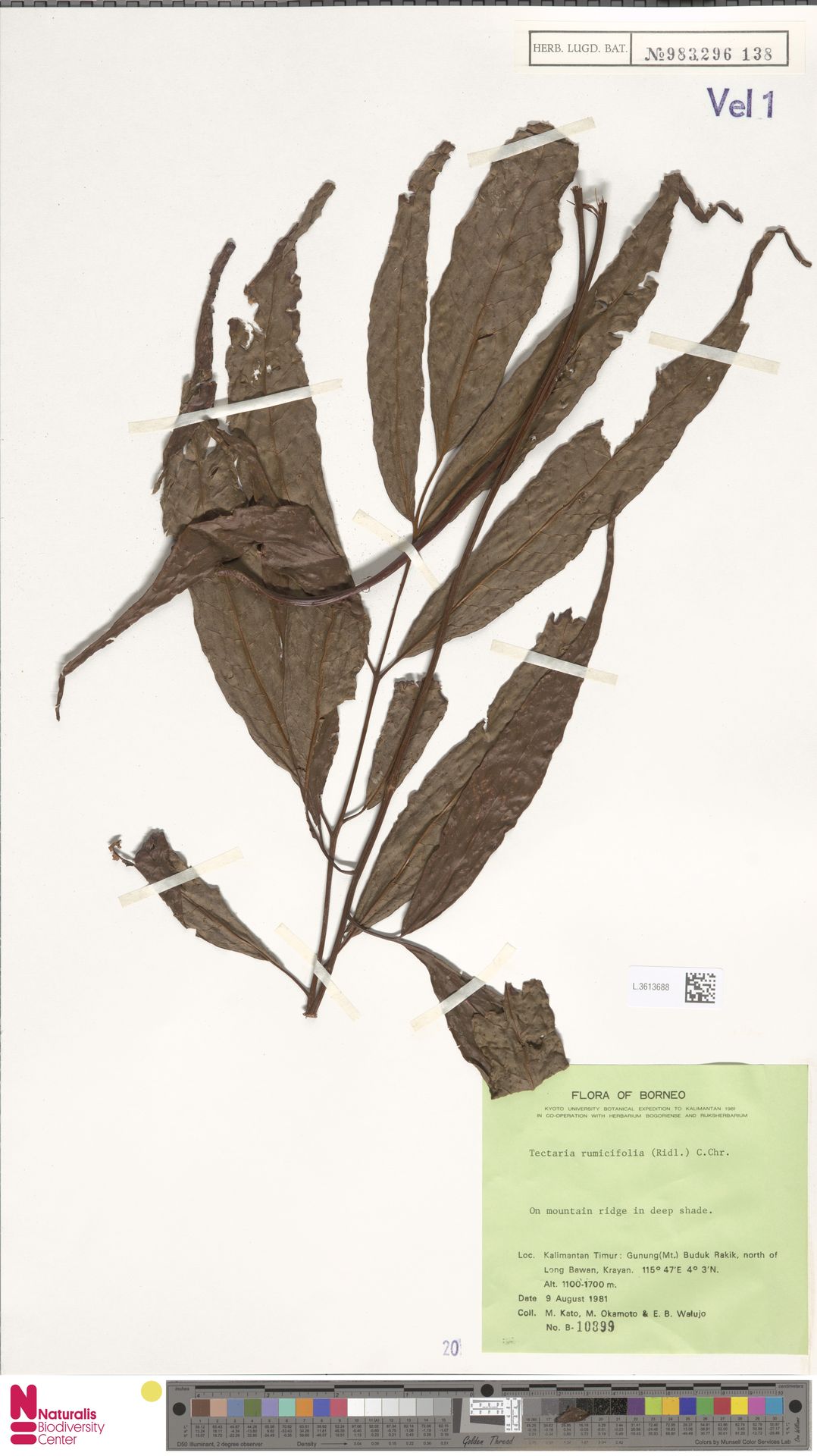 Tectaria fissa image