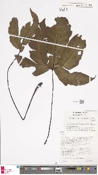 Tectaria durvillei image