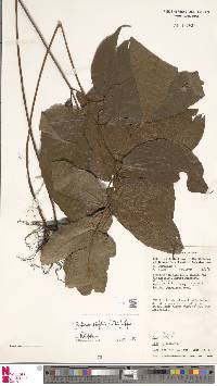 Tectaria siifolia image
