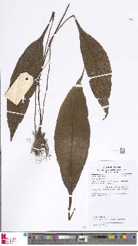 Tectaria singaporeana image