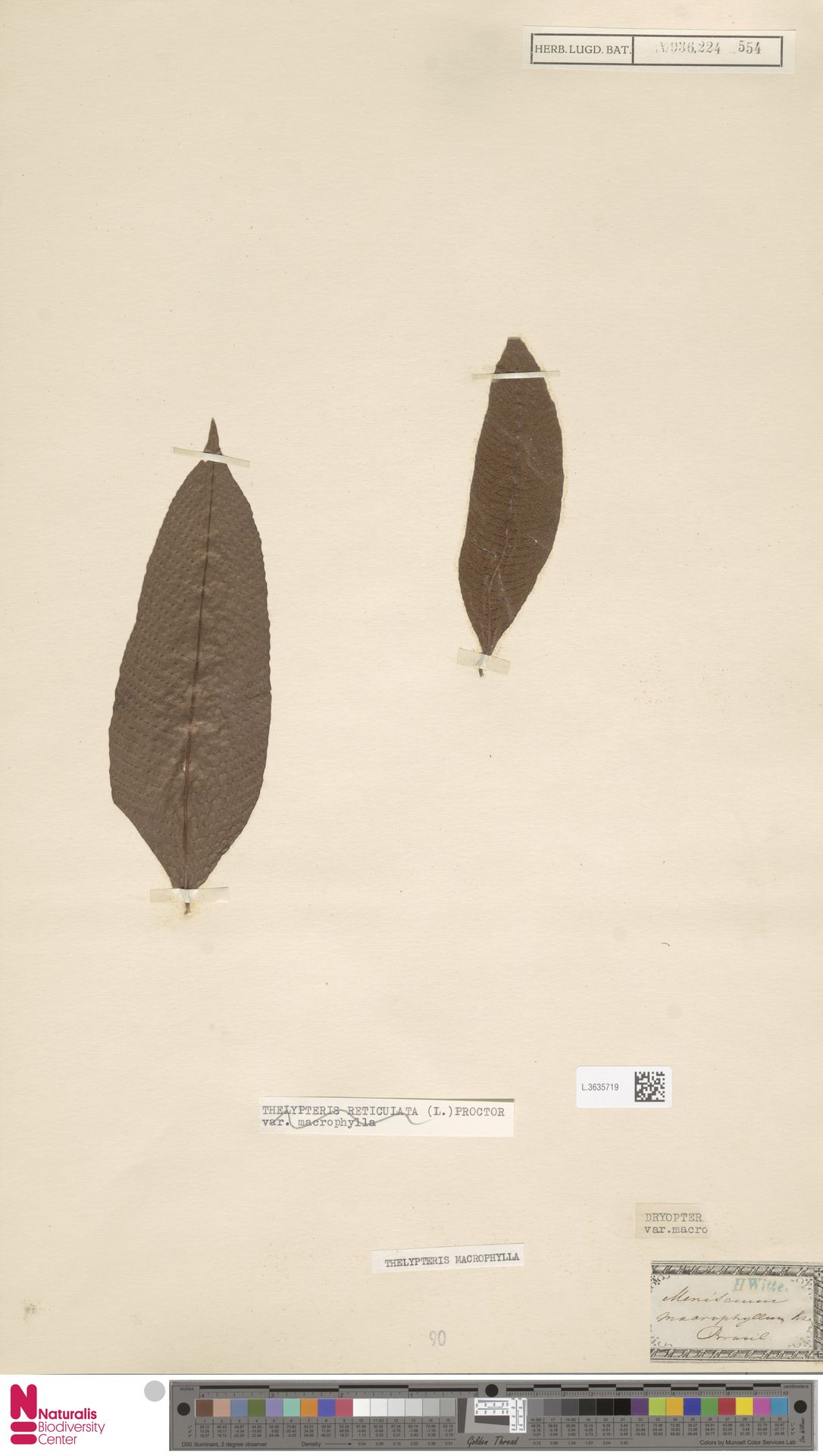 Meniscium macrophyllum image